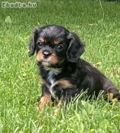 Cavalier King Charles Spaniel eladó