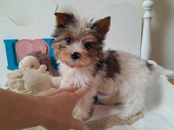 Yorkshire terrier