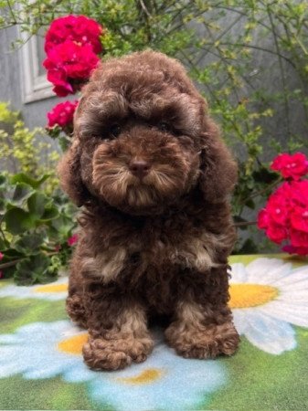 Toy uszkár x máltai selyemkutya