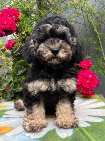 Toy uszkár x máltai selyemkutya