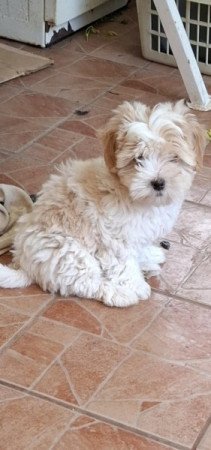 Bichon Havanese