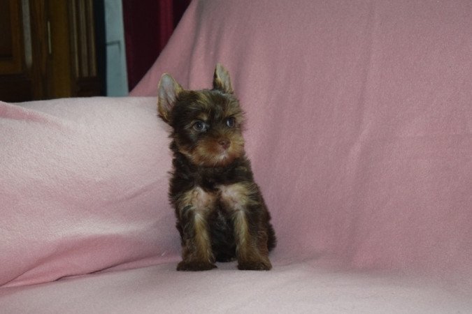 Yorkshire terrier