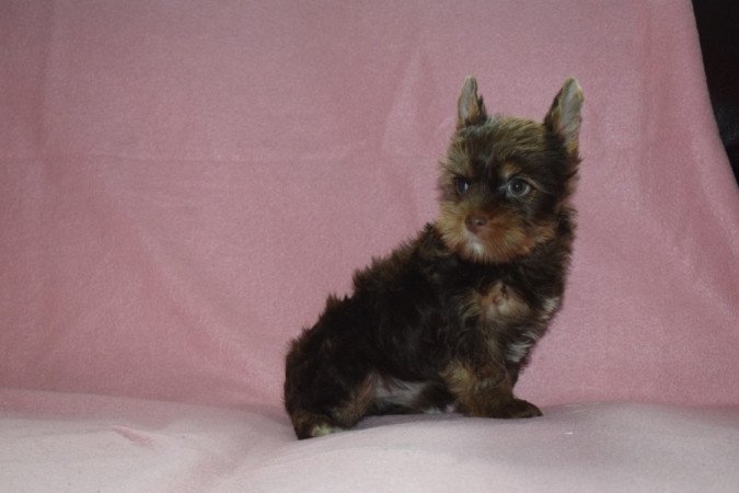 Yorkshire terrier