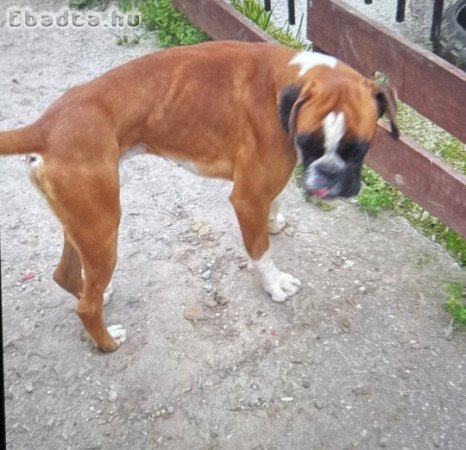 Elvihető törzskönyves Boxer kutyák