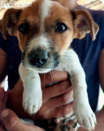 Jack russel terrier!!