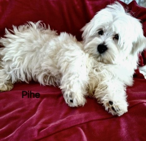 Bichon havanese