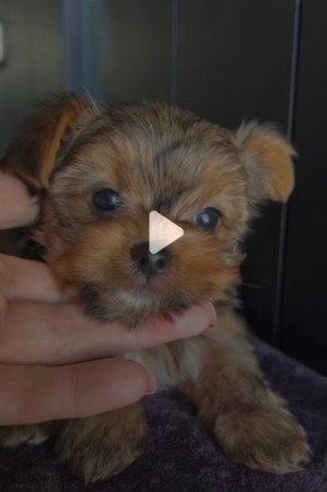 Yorkshire terrier