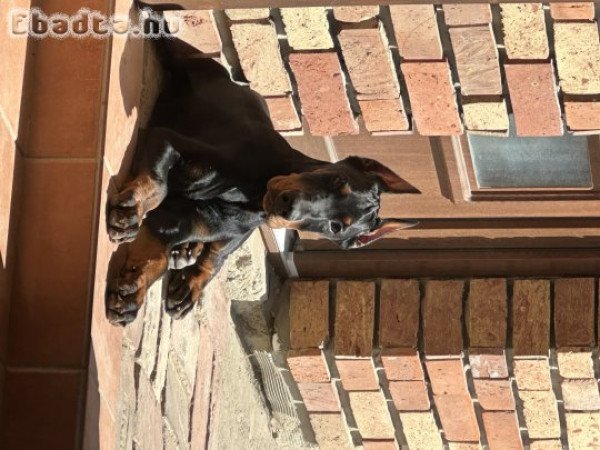 Dobermann 4 hónapos