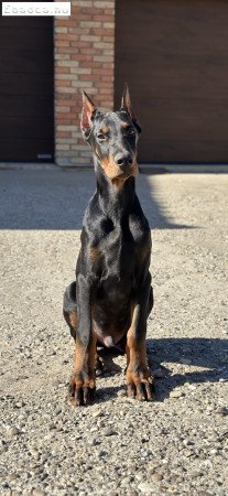 Dobermann 4 hónapos