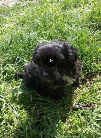 Bishon havanese