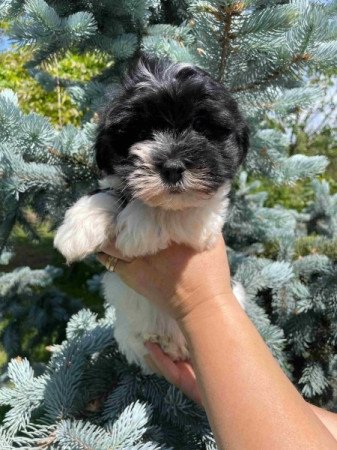 Bichon havanese