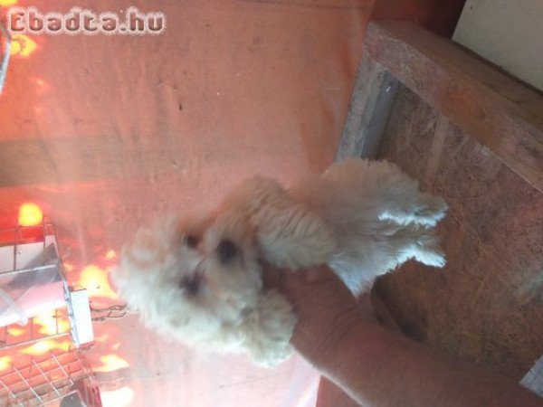 Máltai selyem fiú eladó