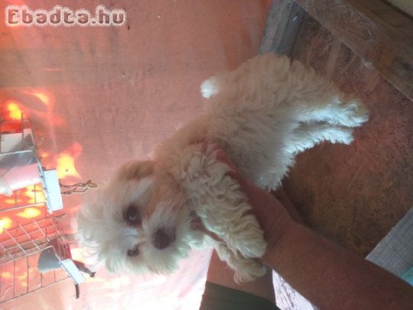 Máltai selyem fiú eladó