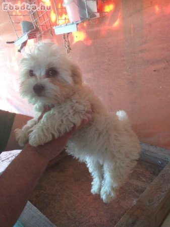 Máltai selyem fiú eladó