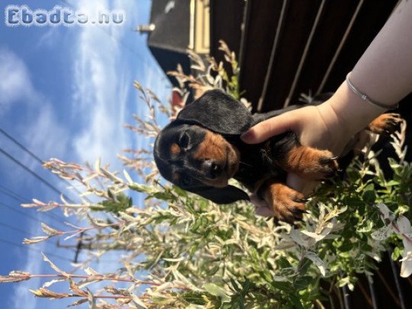 Szuka fekete cser tacskó babák