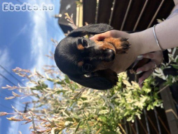 Szuka fekete cser tacskó babák
