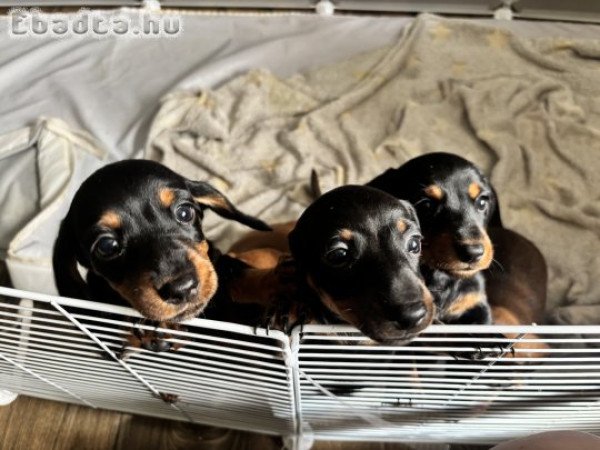 Szuka fekete cser tacskó babák