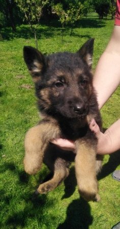 Német Juhász kutya