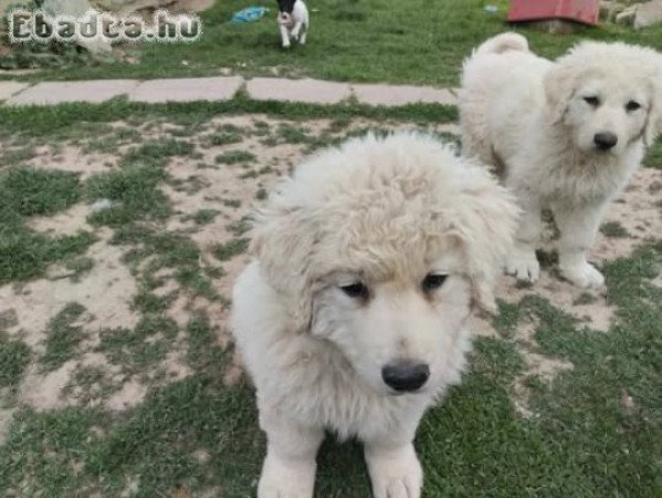 Kuvasz kiskutyák gazdit keresnek