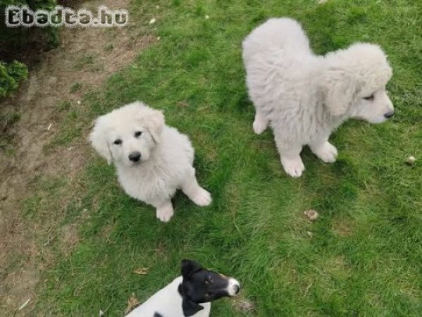 Kuvasz kiskutyák gazdit keresnek