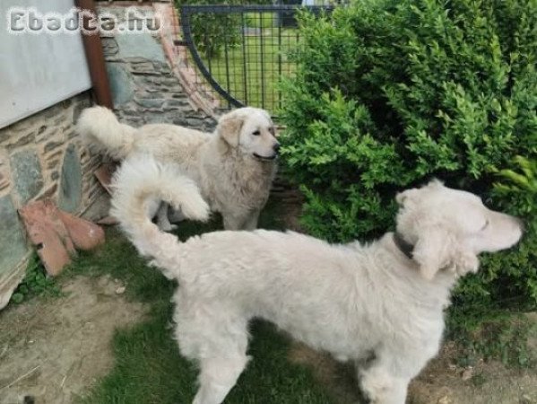 Kuvasz kiskutyák gazdit keresnek