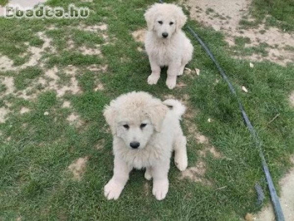 Kuvasz kiskutyák gazdit keresnek