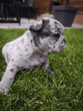 Francia bulldog