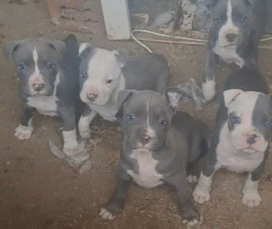 Staffordshire terrier