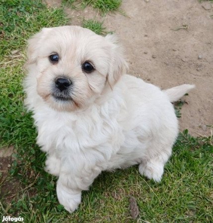Bichon Havanese