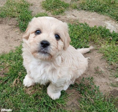 Bichon Havanese