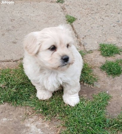 Bichon Havanese