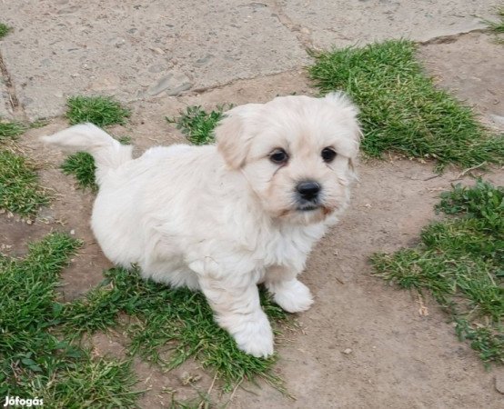 Bichon Havanese