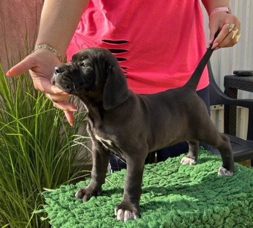 cane corso