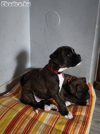 Boxer kiskutya