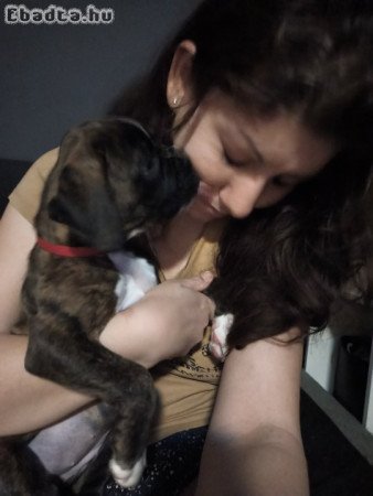 Boxer kiskutya