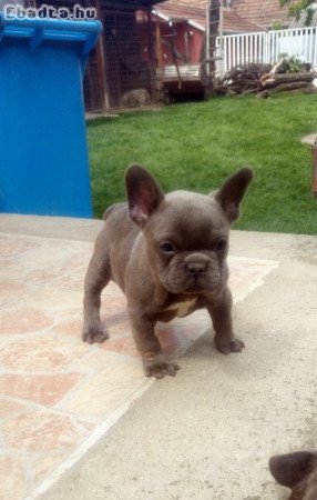 Francia bulldog, kék kislány (pici növésű)