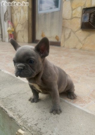 Francia bulldog, kék kislány (pici növésű)