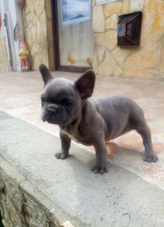 Francia bulldog
