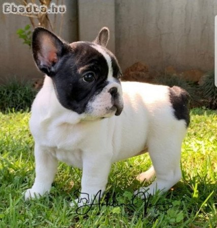 Gyönyörű francia bulldog kölykök eladók