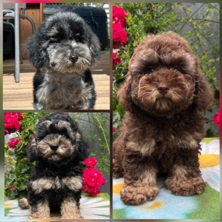 Máltai selyemkutya x törpe uszkár