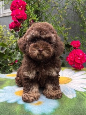 Máltai selyemkutya x törpe uszkár