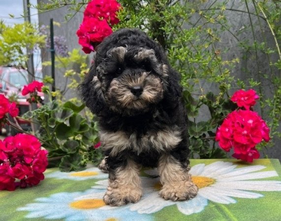 Máltai selyemkutya x törpe uszkár