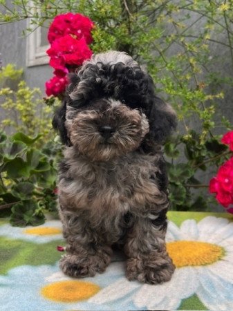 Máltai selyemkutya x törpe uszkár