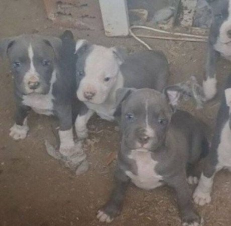 Staffordshire terrier