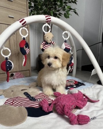 Máltai selyemkutya x törpe uszkár