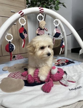 Máltai selyemkutya x törpe uszkár