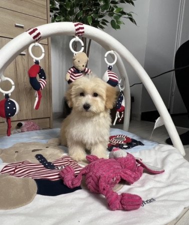 Máltai selyemkutya x törpe uszkár