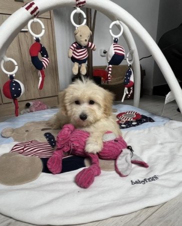 Máltai selyemkutya x törpe uszkár