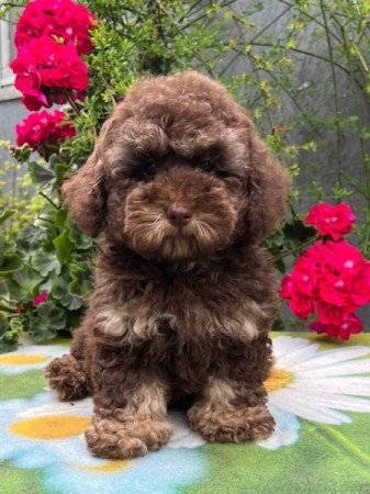 Máltai selyemkutya x toy uszkár