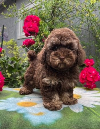 Máltai selyemkutya x toy uszkár